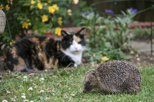 英國刺猬吃成胖墩:被強(qiáng)制減肥樣子萌翻天