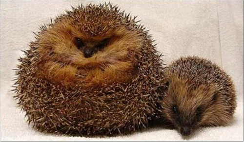 英國刺猬吃成胖墩:被強(qiáng)制減肥樣子萌翻天